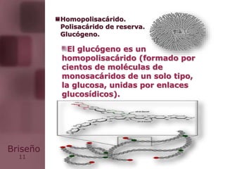 11
Briseño
El glucógeno es un
homopolisacárido (formado por
cientos de moléculas de
monosacáridos de un solo tipo,
la glucosa, unidas por enlaces
glucosídicos).
Homopolisacárido.
Polisacárido de reserva.
Glucógeno.
 