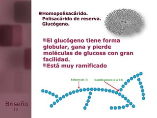 12
Briseño
El glucógeno tiene forma
globular, gana y pierde
moléculas de glucosa con gran
facilidad.
Está muy ramificado
Homopolisacárido.
Polisacárido de reserva.
Glucógeno.
 