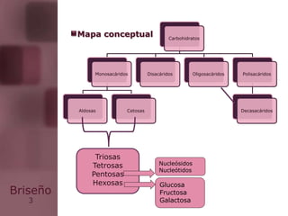 3
Briseño
Mapa conceptual Carbohidratos
Monosacáridos
Aldosas Cetosas
Disacáridos Oligosacáridos Polisacáridos
Decasacáridos
Triosas
Tetrosas
Pentosas
Hexosas
Nucleósidos
Nucleótidos
Glucosa
Fructosa
Galactosa
 