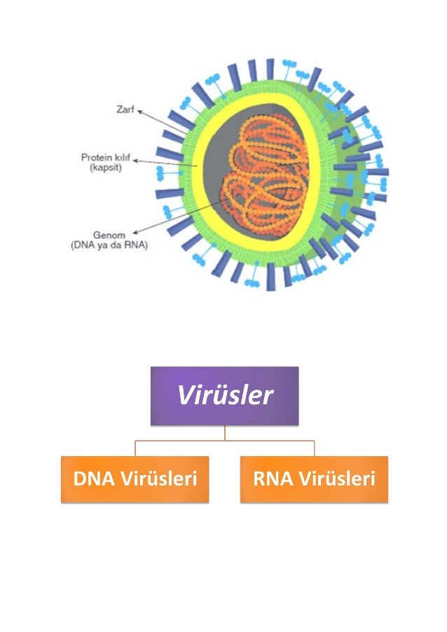 19 virusler ve bakteriler