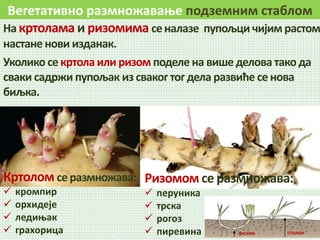 Вегетативно размножавање подземним стаблом
На кртолама и ризомима сеналазе пупољци чијим растом
настане нови изданак.
Уколико се кртола или ризом поделе на више делова тако да
сваки садржи пупољак из сваког тог дела развиће се нова
биљка.
Кртолом се размножава:
 кромпир
 орхидеје
 ледињак
 грахорица
Ризомом се размножава:
 перуника
 трска
 рогоз
 пиревина
 