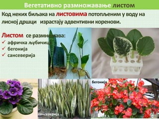 Вегетативно размножавање листом
Код неких биљака на листовимапотопљеним у воду на
лиснојдршци израстају адвентивни коренови.
сансеверија
бегонија
Листом се размножава:
 афричка љубичица
 бегонија
 сансеверија
 