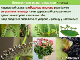 Вегетативно размножавање листом
Код неких биљака на ободима листова развијају се
вегетативни пупољци налик одраслимбиљкама- имају
адвентивне корене и мале листиће.
Када опадну са листабрзо се укорене и развију у нову биљку.
Каланхоа
 