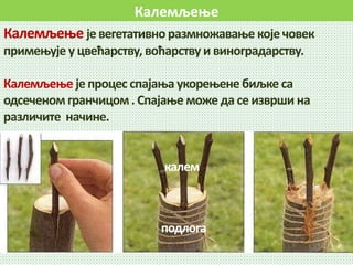 Калемљење
Калемљење је вегетативно размножавање које човек
примењује у цвећарству, воћарству и виноградарству.
Калемљење је процес спајања укорењене биљке са
одсеченом гранчицом. Спајање може да се изврши на
различите начине.
подлога
калем
 