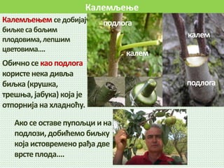 Калемљење
Калемљењем седобијају
биљкесабољим
плодовима,лепшим
цветовима….
подлога
калем
подлога
калем
Обичносе као подлога
користенека дивља
биљка (крушка,
трешња, јабука) која је
отпорнијана хладноћу.
Ако се оставе пупољци и на
подлози, добићемо биљку
која истовремено рађа две
врстеплода….
 