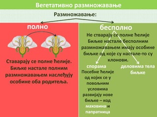 Вегетативно размножавање
Размножавање:
полно бесполно
Ставарају се полне ћелије.
Биљке настале полним
размножавањем наслеђују
особине оба родитеља.
спорама деловима тела
биљкеПосебне ћелије
од којих се у
повољним
условима
развијају нове
биљке – код
маховина и
папратница
Не стварају се полне ћелије
Биљке настале бесполним
размножавањем имају особине
биљке од које су настале-то су
клонови.
 