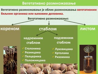 стаблом
Вегетативно размножавање
Вегетативно размножавање је облик размножавања вегетативним
биљним органима или њиховим деловима.
Вегетативно размножавање:
надземним
стаблом
подземним
стаблом
Столонима
Резницама
Пелцерима
Положницама
Луковицама
Кртолама
Ризомима
листомкореном
 