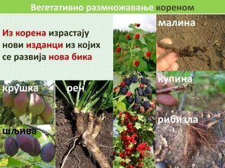 Вегетативно размножавање кореном
Из корена израстају
нови изданци из којих
се развија нова бика
малина
купина
рибизла
рен
шљива
крушка
 
