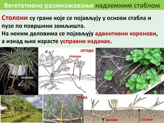 Вегетативно размножавање надземним стаблом
Столони су гране које се појављују у основи стабла и
пузе по површини земљишта.
На неким деловима се појављују адвентивни коренови,
а изнад њих израсте усправни изданак.
столонризом
ТРАВА
столонстолон
ЈАГОДА
столон
 