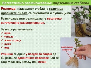 Вегетативно размножавање надземним стаблом
Резница надземног стабла је гранчица
дрвенасте биљке са листовима и пупољцима.
Размножавање резницама је вештачко
вегетативно размножавање.
Резница се држе у посуди са водом да
би развиле адвентивне коренове или се
саде у влажну земљу или песак
адвентивни
коренови
Овако се размножавају:
 врба
 топола
 жива ограда
 ружа
 итд.
 