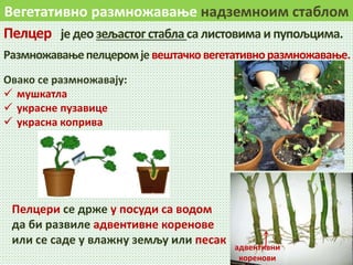 Вегетативно размножавање надземноим стаблом
Пелцер је део зељастог стабла са листовимаи пупољцима.
Размножавањепелцеромјевештачковегетативноразмножавање.
адвентивни
коренови
Пелцери се држе у посуди са водом
да би развиле адвентивне коренове
или се саде у влажну земљу или песак
Овако се размножавају:
 мушкатла
 украсне пузавице
 украсна коприва
 