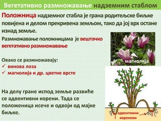 Вегетативно размножавање надземним стаблом
Положница надземног стаблаје грана родитељскебиљке
повијена и делом прекривена земљом, тако да јојврх остане
изнад земље.
На делу гране испод земље развиће
се адвентивни корени. Тада се
положеница исече и одвоји од мајке
биљке. адвентивни
коренови
Овако се размножавају:
 винова лоза
 магнолија и др. цветне врсте
Размножавањеположницама јевештачко
вегетативноразмножавање
магнолија
 