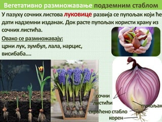 Вегетативно размножавање подземним стаблом
У пазуху сочних листова луковице развија се пупољак који ће
дати надземни изданак. Док расте пупољак користихрану из
сочних листића.
пупољак
сочни
листићи
скраћеностабло
корен
Овако се размножавају:
црни лук, зумбул, лала, нарцис,
висибаба….
 