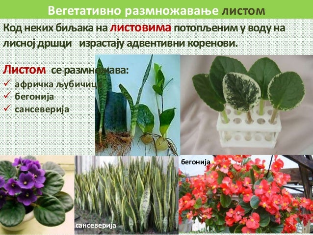 Vegetativno razmnozavanje