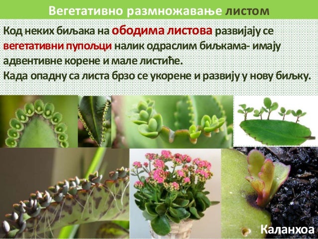 Vegetativno razmnozavanje