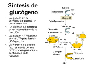 Síntesis de
glucógeno
• La glucosa 6P se
convierte en glucosa 1P
por una mutasa.
• La glucosa 1,6 difosfato
es un intermediario de la
reacción.
• La glucosa 1P reacciona
con la UTP para formar
UDP-glucosa.
• La hidrólisis del pirofos-
fato resultante por una
pirofosfatasa garantiza la
continuidad de la
reacción.
Glucosa
ATP
ADP
Hexoquinasa
Glucosa 6P
Fosfoglucomutasa
Glucosa 1P
Glucosa 1P
uridiltransferasa
UTP
pi
H
H
CH2OH
H
H
H
OH
OH
O
OH
O-P-O-P-O-CH2
O O
OH OH
H H H H
OH OH
O
O
NH
N
O
UDP-glucosa
UDP
Glucógeno
sintetasa
(Glucosa)n
(Glucosa)n+1
 