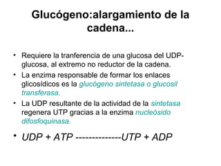 Glucógeno:alargamiento de la
cadena...
• Requiere la tranferencia de una glucosa del UDP-
glucosa, al extremo no reductor de la cadena.
• La enzima responsable de formar los enlaces
glicosídicos es la glucógeno sintetasa o glucosil
transferasa.
• La UDP resultante de la actividad de la sintetasa
regenera UTP gracias a la enzima nucleósido
difosfoquinasa.
• UDP + ATP --------------UTP + ADP
 