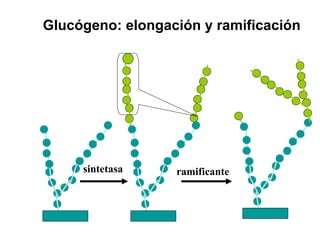 Glucógeno: elongación y ramificación
sintetasa ramificante
 