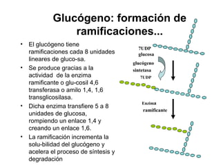 Glucógeno: formación de
ramificaciones...
• El glucógeno tiene
ramificaciones cada 8 unidades
lineares de gluco-sa.
• Se produce gracias a la
actividad de la enzima
ramificante o glu-cosil 4,6
transferasa o amilo 1,4, 1,6
transglicosilasa.
• Dicha enzima transfiere 5 a 8
unidades de glucosa,
rompiendo un enlace 1,4 y
creando un enlace 1,6.
• La ramificación incrementa la
solu-bilidad del glucógeno y
acelera el proceso de síntesis y
degradación
7UDP
glucosa
7UDP
glucógeno
sintetasa
Enzima
ramificante
 