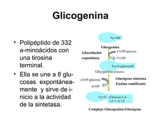 Glicogenina
• Polipéptido de 332
a-minoácidos con
una tirosina
terminal.
• Ella se une a 8 glu-
cosas expontánea-
mente y sirve de i-
nicio a la actividad
de la sintetasa.
Tyr-OH
Glicogenina
Tyr-O-(glucosa)8
Tyr-O--
Glicosilación
expontánea
8 UDP-glucosa
8 UDP
Glicogenina primaria
(Glucosa) n α –
1,4- y α 1,6
Glucógeno sintetasa
Enzima ramificante
nUDP-glucosa
nUDP
Complejo Glucogenina-Glucógeno
 