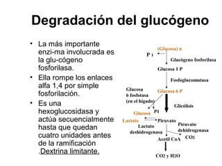 Degradación del glucógeno
• La más importante
enzi-ma involucrada es
la glu-cógeno
fosforilasa.
• Ella rompe los enlaces
alfa 1,4 por simple
fosforilación.
• Es una
hexoglucosidasa y
actúa secuencialmente
hasta que quedan
cuatro unidades antes
de la ramificación
.Dextrina limitante.
(Glucosa) n
Glucosa 1 P
Glucosa 6 P
Glucógeno fosforilasa
Fosfoglucomutasa
Glucosa
6 fosfotasa
(en el hígado)
Glucosa
Glicólisis
P1
Piruvato
Piruvato
dehidrogenasa
Acetil CoA
CO2 y H2O
Lactato
Lactato
deshidrogenasa
CO2
P 1
 