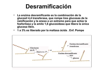 Desramificación
• La enzima desramificante es la combinación de la
glucosil 4,4 transferasa, que rompe tres glucosas de la
ramificación y la anexa a un extremo para que actúe la
fosforilasa y la amilo 1,6 glucosidasa que libera la única
glucosa libre.
• 1 a 3% es liberado por la maltasa ácida . Enf. Pompe
Glucógeno
fosforilasa(6) Pi
(6)glucosa P
Enzima desramificante
H2O
glucosa
Enzima desramificante
transferasa
 