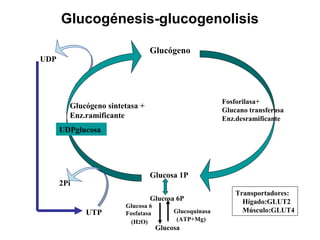 Glucogénesis-glucogenolisis
Glucosa 1P
Glucosa 6P
Glucosa
Glucosa 6
Fosfatasa Glucoquinasa
(ATP+Mg)(H2O)
Glucógeno sintetasa +
Enz.ramificante
Fosforilasa+
Glucano transferasa
Enz.desramificante
Glucógeno
UTP
2Pi
UDPglucosa
UDP
Transportadores:
Hígado:GLUT2
Músculo:GLUT4
 
