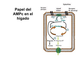 Papel del
AMPc en el
hígado
Receptor
glucagon
Adenil
ciclase
Epinefrina
Receptor
Β adrenérgi
co
+ +G G
ATP AMPcATP AMPc
GlucógenoGlucógeno
Glucosa1P
Glucosa 6P
Glucosa
Piruvato
Grasa
+
-
-
 