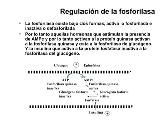 Regulación de la fosforilasa
• La fosforilasa existe bajo dos formas, activa o fosforilada e
inactiva o defosforilada
• Por lo tanto aquellas hormonas que estimulan la presencia
de AMPc y por lo tanto activan a la proteín quinasa activan
a la fosforilasa quinasa y esta a la fosforilasa de glucógeno.
Y la insulina que activa a la proteín fosfatasa inactiva a la
fosforilasa del glucógeno.
Glucagon Epinefrina+
ATP AMPc
Fosforilasa quinasa
inactiva
Fosforilasa quinasa
activa
Glucógeno fosforil.
inactiva
Glucógeno fosforil.
activa
Fosfatasa
Insulina +
 
