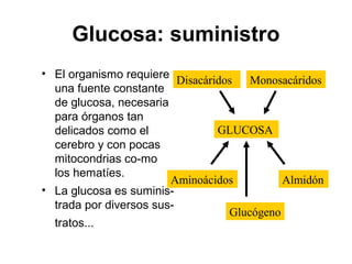 Glucosa: suministro
• El organismo requiere
una fuente constante
de glucosa, necesaria
para órganos tan
delicados como el
cerebro y con pocas
mitocondrias co-mo
los hematíes.
• La glucosa es suminis-
trada por diversos sus-
tratos...
GLUCOSA
Disacáridos Monosacáridos
Aminoácidos Almidón
Glucógeno
 
