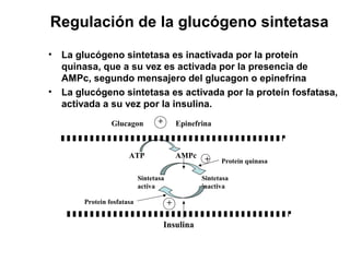 Regulación de la glucógeno sintetasa
• La glucógeno sintetasa es inactivada por la proteín
quinasa, que a su vez es activada por la presencia de
AMPc, segundo mensajero del glucagon o epinefrina
• La glucógeno sintetasa es activada por la proteín fosfatasa,
activada a su vez por la insulina.
Glucagon Epinefrina+
ATP AMPc
+
Sintetasa
activa
Sintetasa
inactiva
Insulina
+
Protein quinasa
Protein fosfatasa
 