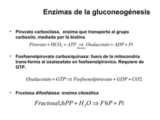 Enzimas de la gluconeogénesis
• Piruvato carboxilasa, enzima que transporta al grupo
carboxilo, mediada por la biotina
• Fosfoenolpiruvato carboxiquinasa: fuera de la mitocondria
trans-forma al oxalacetato en fosfoenolpirúvico. Requiere de
GTP.
• Fructosa difosfatasa: enzima citosólica
PiADPoOxalacetatATPHCOPiruvato
Biotina
++⇒++ 3
2COGDPiruvatoFosfoenolpGTPoOxalacetat ++⇒+
PiPFOHPPFructosa +⇒+ 66,1 2
 