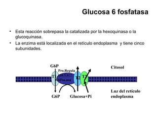 Glucosa 6 fosfatasa
• Esta reacción sobrepasa la catalizada por la hexoquinasa o la
glucoquinasa.
• La enzima está localizada en el retículo endoplasma y tiene cinco
subunidades.
G6P
G6P Glucosa+Pi
Luz del retículo
endoplasma
Citosol
T1 T2 T3
G6Fos.asa
Pro.Regula
con Ca++
 
