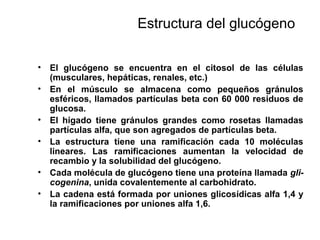 Estructura del glucógeno
• El glucógeno se encuentra en el citosol de las células
(musculares, hepáticas, renales, etc.)
• En el músculo se almacena como pequeños gránulos
esféricos, llamados partículas beta con 60 000 residuos de
glucosa.
• El hígado tiene gránulos grandes como rosetas llamadas
partículas alfa, que son agregados de partículas beta.
• La estructura tiene una ramificación cada 10 moléculas
lineares. Las ramificaciones aumentan la velocidad de
recambio y la solubilidad del glucógeno.
• Cada molécula de glucógeno tiene una proteína llamada gli-
cogenina, unida covalentemente al carbohidrato.
• La cadena está formada por uniones glicosídicas alfa 1,4 y
la ramificaciones por uniones alfa 1,6.
 