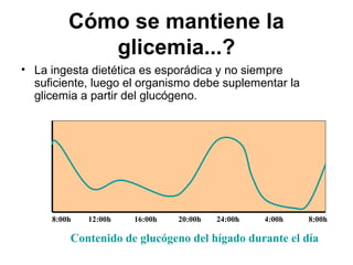 Cómo se mantiene la
glicemia...?
• La ingesta dietética es esporádica y no siempre
suficiente, luego el organismo debe suplementar la
glicemia a partir del glucógeno.
8:00h 12:00h 16:00h 20:00h 24:00h 4:00h 8:00h
Contenido de glucógeno del hígado durante el día
 