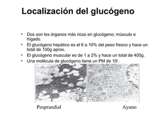 Localización del glucógeno
• Dos son los órganos más ricos en glucógeno: músculo e
hígado.
• El glucógeno hepático es el 6 a 10% del peso fresco y hace un
total de 100g aprox.
• El glucógeno muscular es de 1 a 2% y hace un total de 400g.
• Una molécula de glucógeno tiene un PM de 108
.
Posprandial Ayuno
 