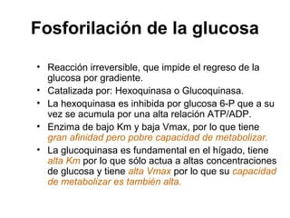 Fosforilación de la glucosa
• Reacción irreversible, que impide el regreso de la
glucosa por gradiente.
• Catalizada por: Hexoquinasa o Glucoquinasa.
• La hexoquinasa es inhibida por glucosa 6-P que a su
vez se acumula por una alta relación ATP/ADP.
• Enzima de bajo Km y baja Vmax, por lo que tiene
gran afinidad pero pobre capacidad de metabolizar.
• La glucoquinasa es fundamental en el hígado, tiene
alta Km por lo que sólo actua a altas concentraciones
de glucosa y tiene alta Vmax por lo que su capacidad
de metabolizar es también alta.
 