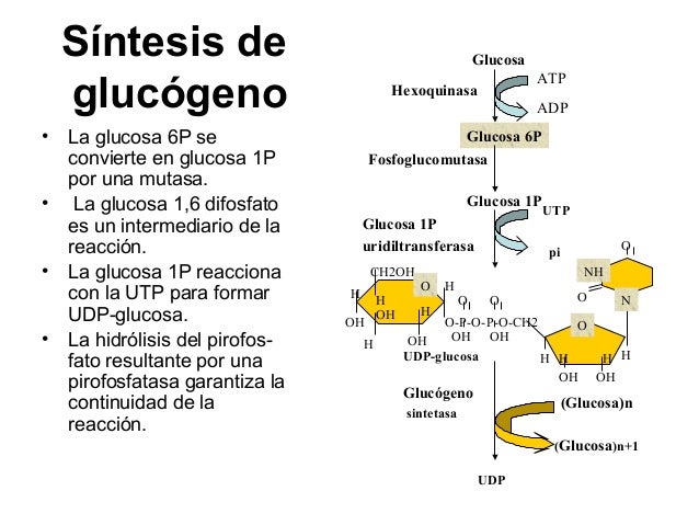19. metabolismo del glucogeno 19. metabolismo del glucogeno