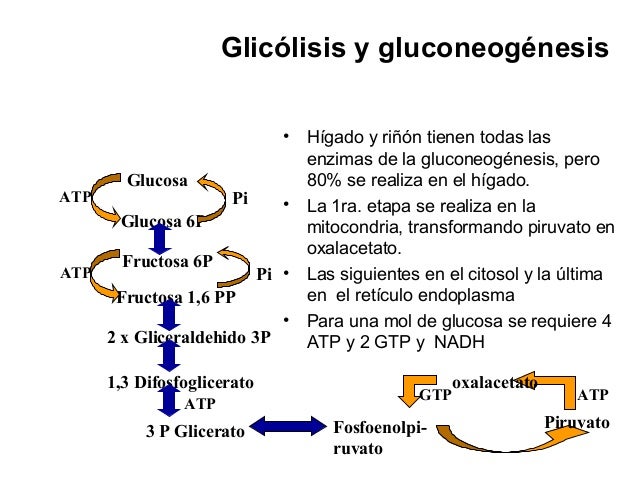 Entrar en metabolismo acelerado nutrición y dietas