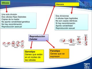 Reproducción
Celular
Mitosis
Una solo división
Dos células Hijas Diploides
Copias de la madre
No aporta variabilidad genética
No hay recombinación
Reproducción asexual
Meiosis
Dos divisiones
4 células hijas haploides
No son copias idénticas
Si hay recombinación
Aporta variabilidad
Reproducción sexual
Genotipo
Genes que están
en el núcleo de
las células
Fenotipo
Genes que se
expresan
 
