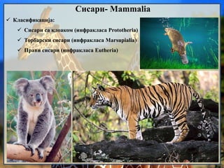 Сисари- Mammalia
 Класификација:
 Сисари са клоаком (инфракласа Prototheria)
 Торбарски сисари (инфракласа Marsupialia)
 Прави сисари (инфракласа Eutheria)
 