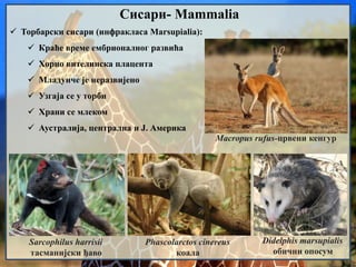 Сисари- Mammalia
 Торбарски сисари (инфракласа Marsupialia):
 Краће време ембрионалног развића
 Хорио вителинска плацента
 Младунче је неразвијено
 Узгаја се у торби
 Храни се млеком
 Аустралија, централна и Ј. Америка
Sarcophilus harrisii
тасманијски ђаво
Didelphis marsupialis
обични опосум
Phascolarctos cinereus
коала
Macropus rufus-црвени кенгур
 