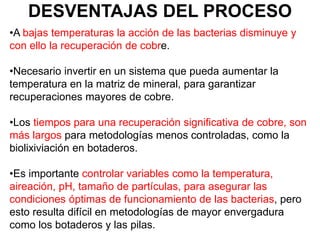 DESVENTAJAS DEL PROCESO
•A bajas temperaturas la acción de las bacterias disminuye y
con ello la recuperación de cobre.
•Necesario invertir en un sistema que pueda aumentar la
temperatura en la matriz de mineral, para garantizar
recuperaciones mayores de cobre.
•Los tiempos para una recuperación significativa de cobre, son
más largos para metodologías menos controladas, como la
biolixiviación en botaderos.
•Es importante controlar variables como la temperatura,
aireación, pH, tamaño de partículas, para asegurar las
condiciones óptimas de funcionamiento de las bacterias, pero
esto resulta difícil en metodologías de mayor envergadura
como los botaderos y las pilas.
 