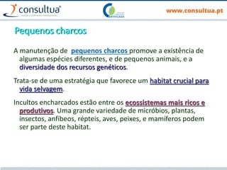 Pequenos charcos
A manutenção de pequenos charcos promove a existência de
algumas espécies diferentes, e de pequenos animais, e a
diversidade dos recursos genéticos.
Trata-se de uma estratégia que favorece um habitat crucial para
vida selvagem.
Incultos encharcados estão entre os ecossistemas mais ricos e
produtivos. Uma grande variedade de micróbios, plantas,
insectos, anfíbeos, répteis, aves, peixes, e mamíferos podem
ser parte deste habitat.
 