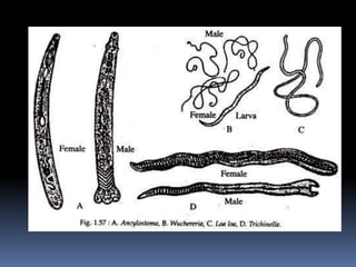 Nemathelminthes Characteristics