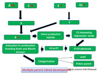 19. inbred lines development | PPTX