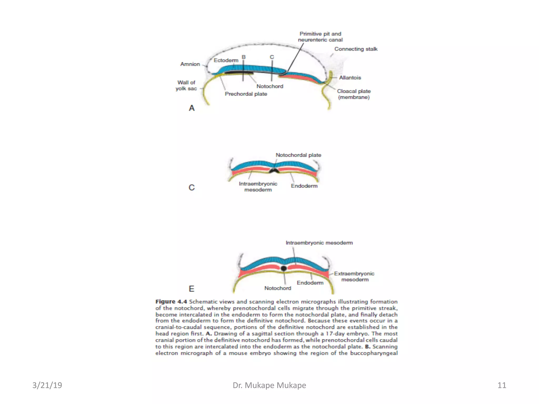 3/21/19 Dr. Mukape Mukape 11
 