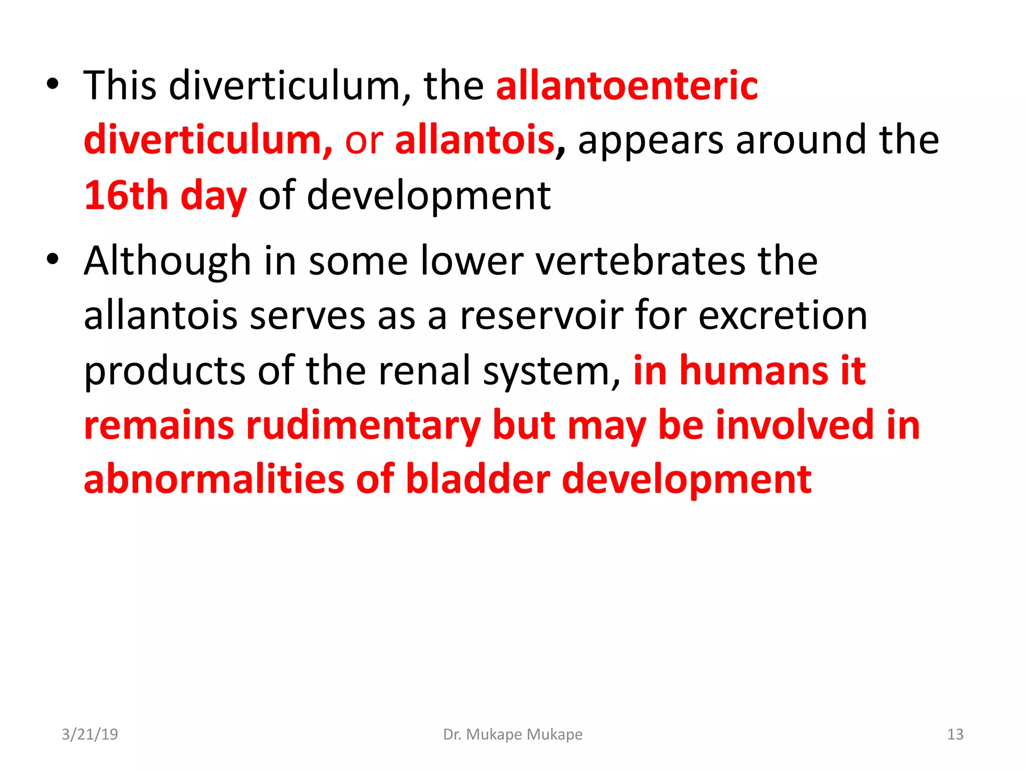 • This diverticulum, the allantoenteric
diverticulum, or allantois, appears around the
16th day of development
• Although in some lower vertebrates the
allantois serves as a reservoir for excretion
products of the renal system, in humans it
remains rudimentary but may be involved in
abnormalities of bladder development
3/21/19 Dr. Mukape Mukape 13
 