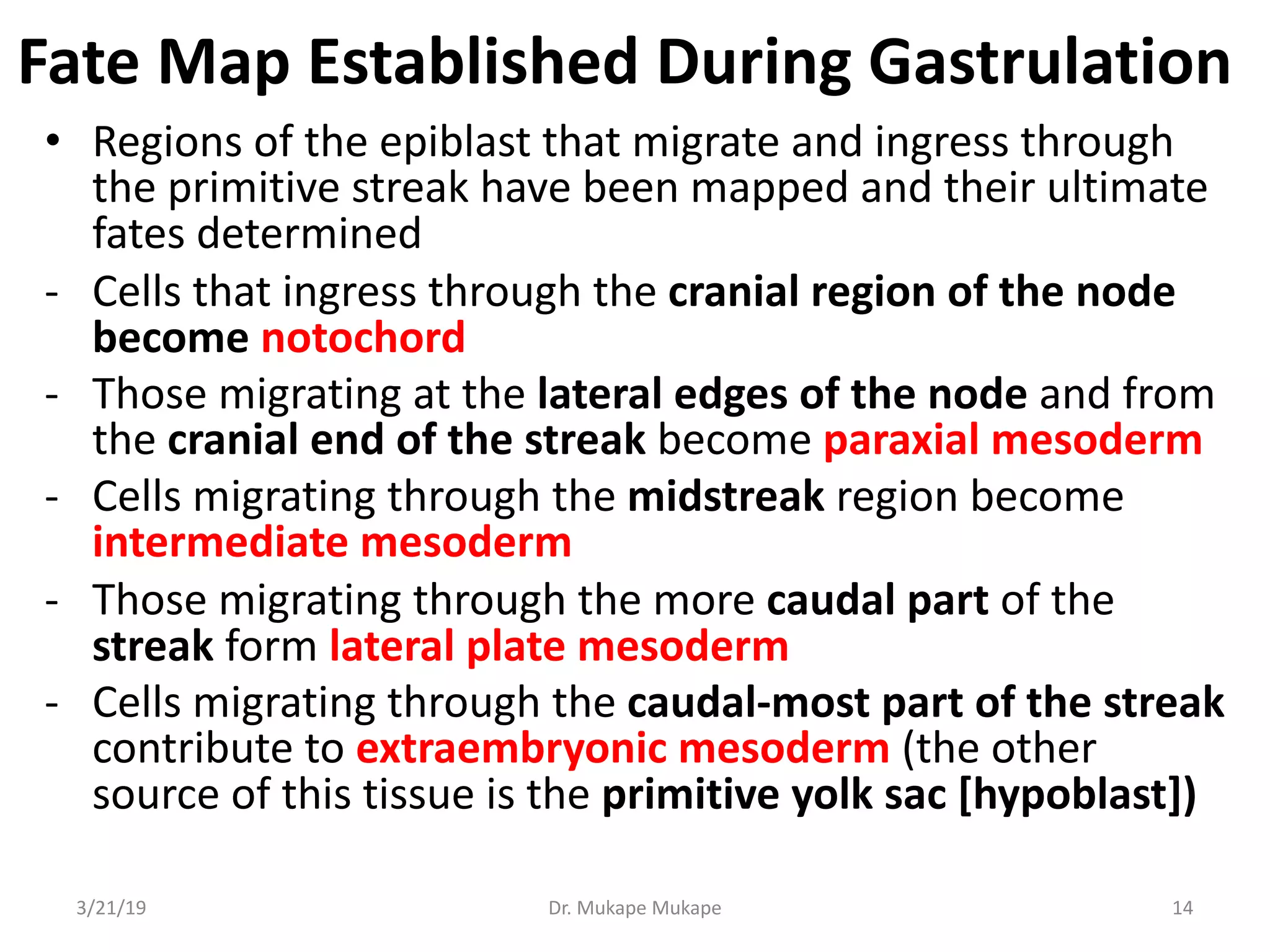 Fate Map Established During Gastrulation
• Regions of the epiblast that migrate and ingress through
the primitive streak have been mapped and their ultimate
fates determined
- Cells that ingress through the cranial region of the node
become notochord
- Those migrating at the lateral edges of the node and from
the cranial end of the streak become paraxial mesoderm
- Cells migrating through the midstreak region become
intermediate mesoderm
- Those migrating through the more caudal part of the
streak form lateral plate mesoderm
- Cells migrating through the caudal-most part of the streak
contribute to extraembryonic mesoderm (the other
source of this tissue is the primitive yolk sac [hypoblast])
3/21/19 Dr. Mukape Mukape 14
 