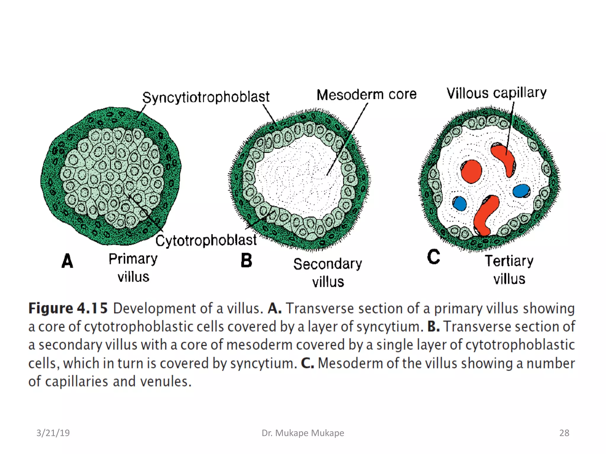 3/21/19 Dr. Mukape Mukape 28
 